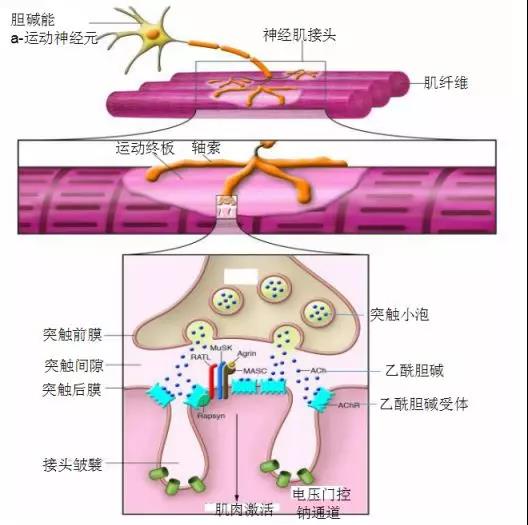 神经肌肉接头示意图解